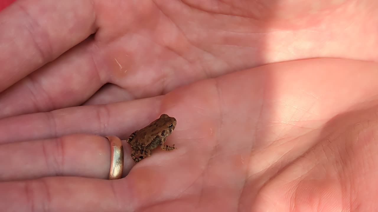 Cannon Farm - Tiny Frog #chicken #homesteading #farm #farmlife #chickenfarmer