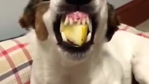 Funny Animal Videos 2022😁😆