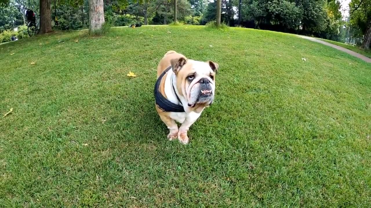 Cute and funny Dogs