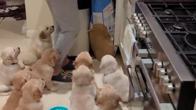 Hilarious hungry golden retriever babies