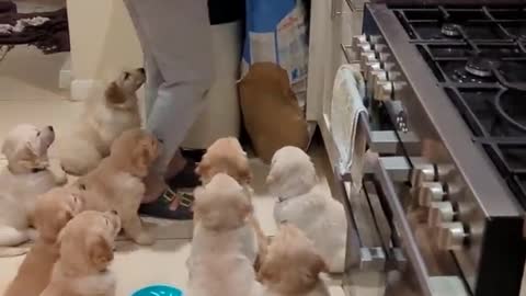 Hilarious hungry golden retriever babies