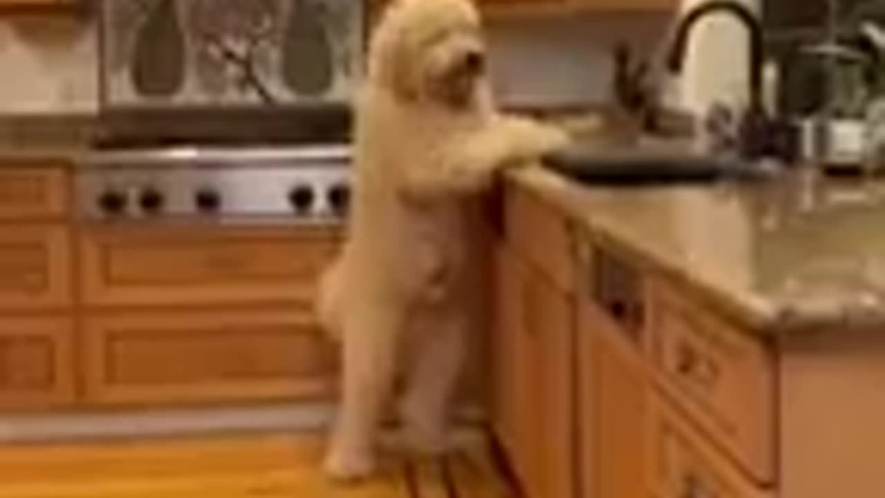 Entertaining Compilation of Hilarious Cat and Dog Videos - Laugh with Funny Animals