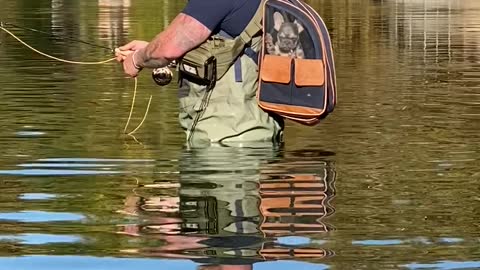 Frenchie's Not a Fan of Fly Fishing
