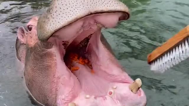 The teeth are too small