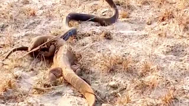 King cobra Vs Lizard #wildanimals #kingcobra #snake #lizard #animals(2)