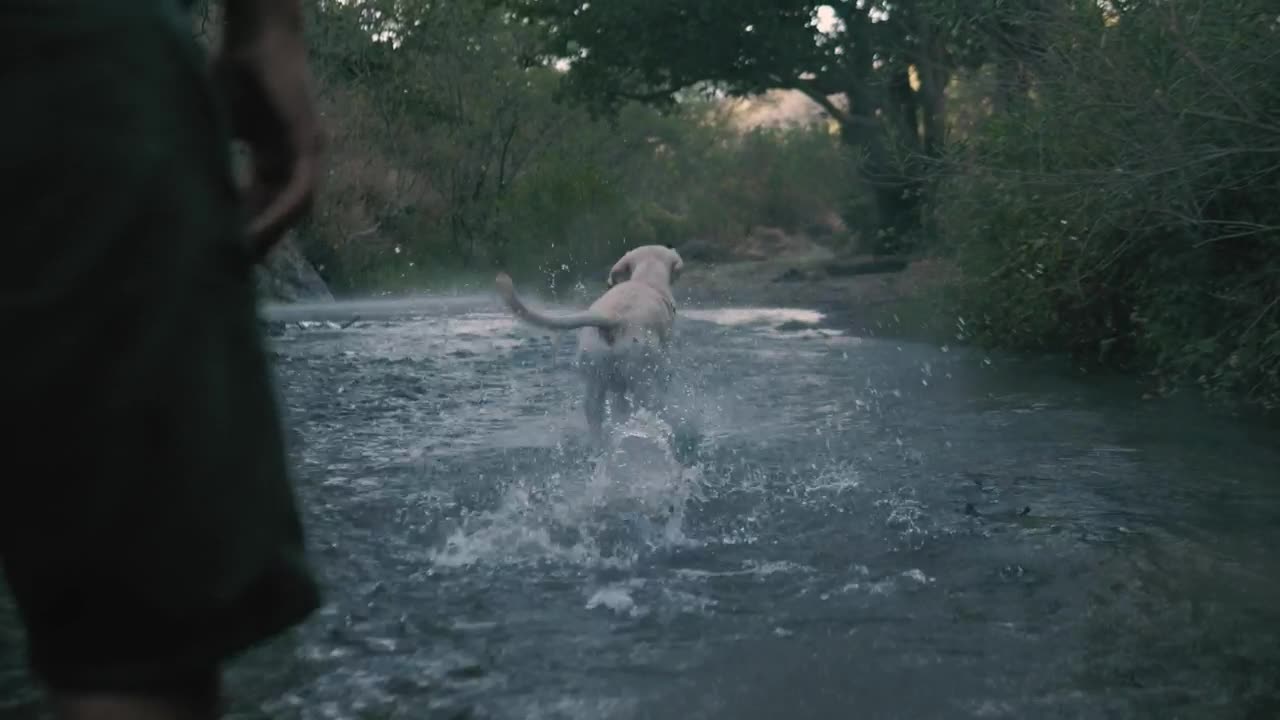 Dog-catches-a-ball-in-a-river