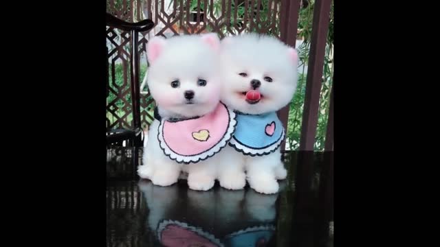 Funniest Animals - Best Of The 2021 Funny Animal Videos
