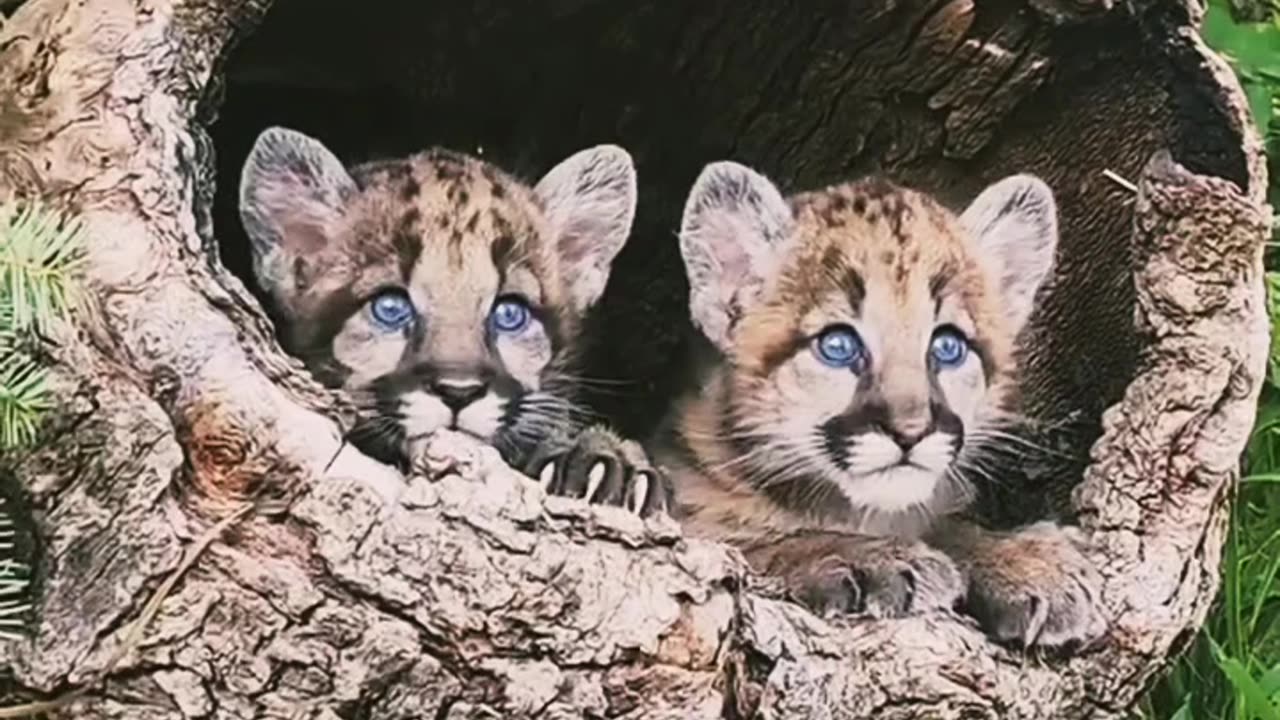 Cute Cubs waiting for safety.