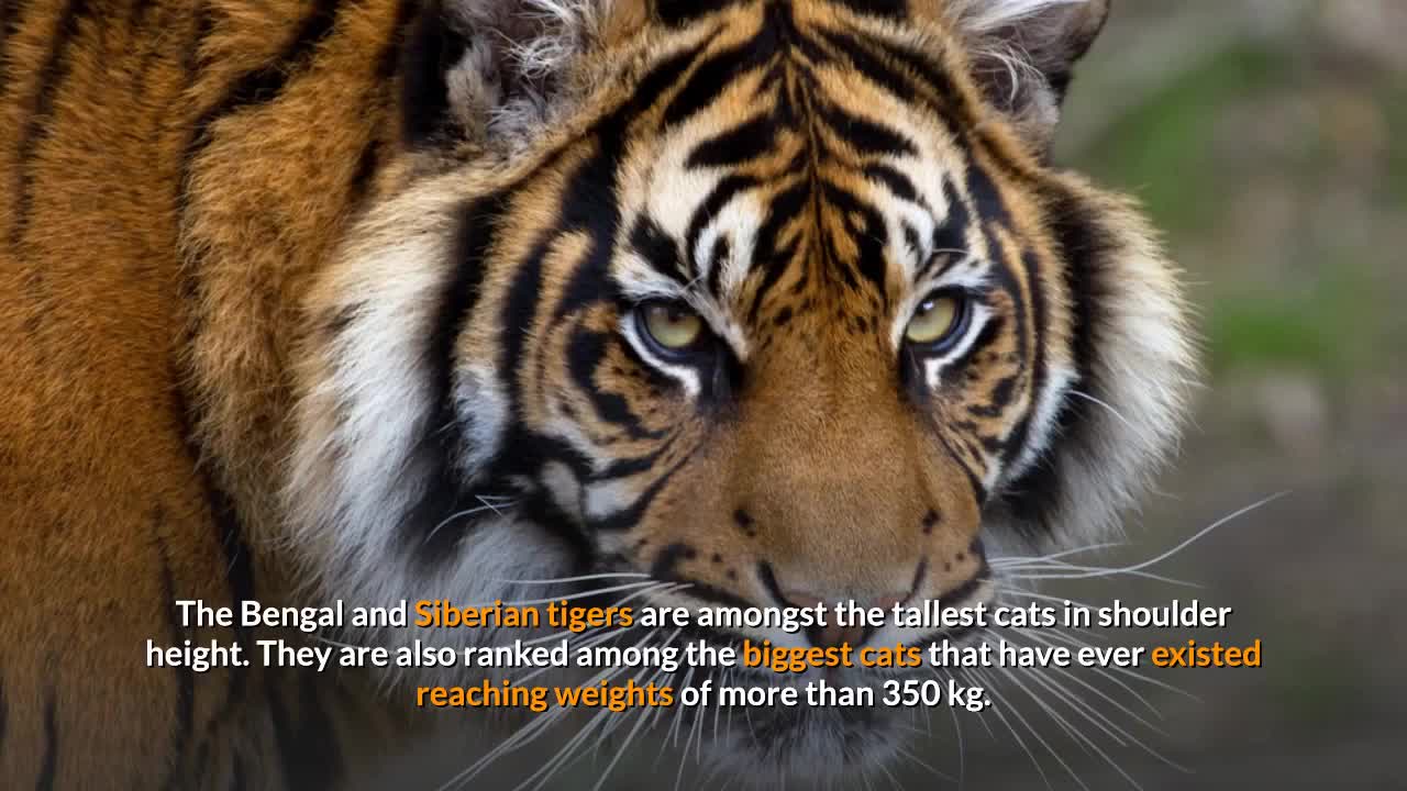 Tiger || Description, Characteristics and Facts!