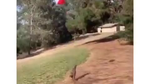 Talented Player Puppy #shorts #viral #shortsvideo #video