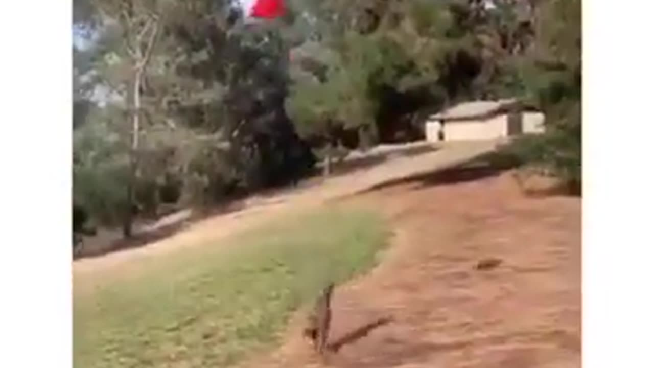 Talented Player Puppy #shorts #viral #shortsvideo #video