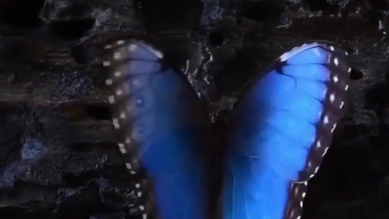 Cool sky blue butterfly #shorts #shortvideo #video #virals #videoviral