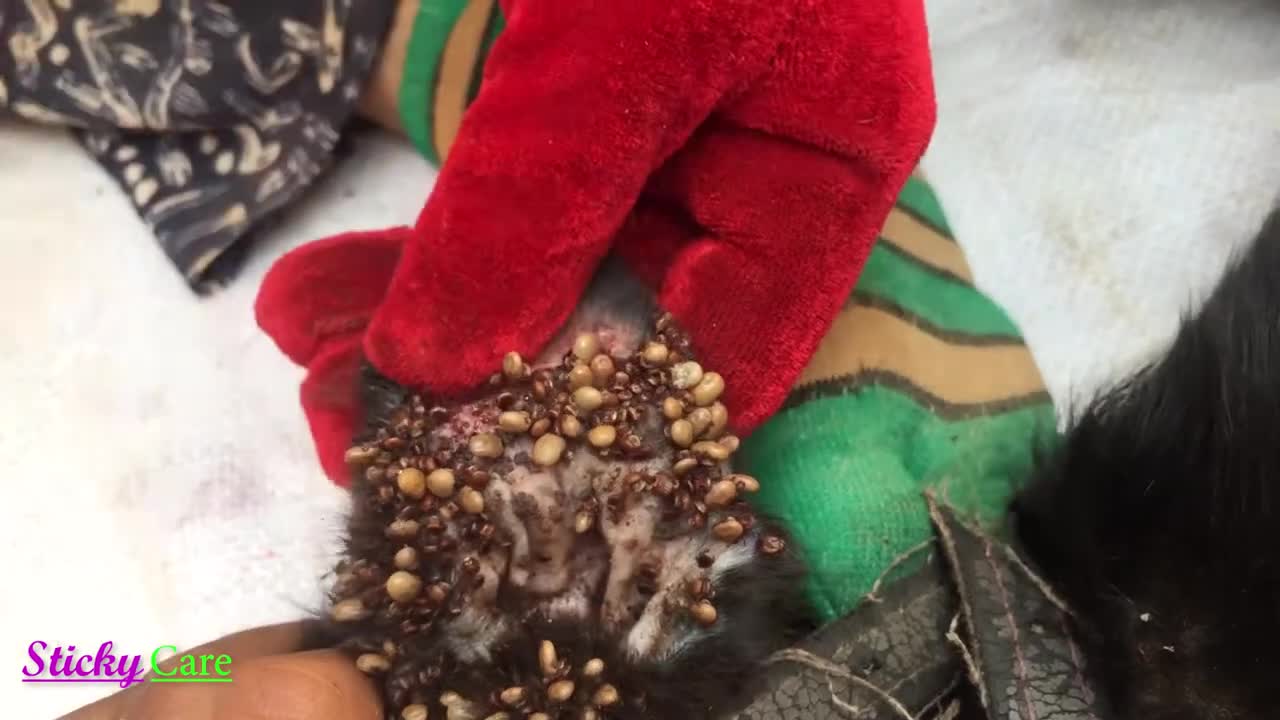 Removing All Ticks From Dog - Dog Ticks Removing Clip - Ticks Removal Videos EP 10