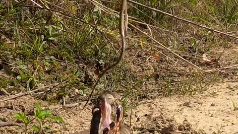 Cottonmouth Snake Video 🐍 #shorts
