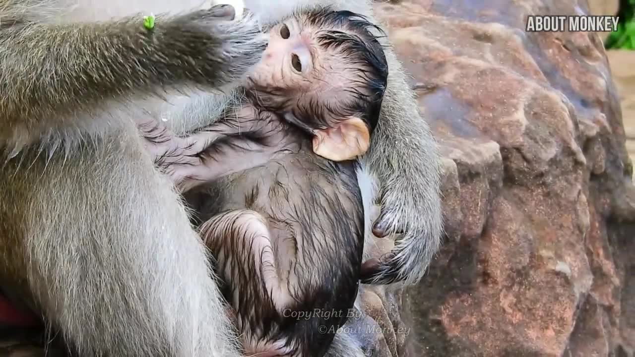 Oh..Baby Monkey Poppy..!! Why Mom Patty Keep Her Baby Under Water? It's Will Be Drowned