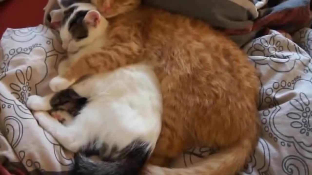 Funny videos Romantic Cat