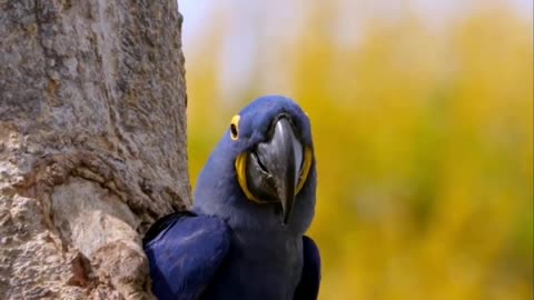 Nature with parrot