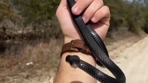 Catching Snakes Bare-handed