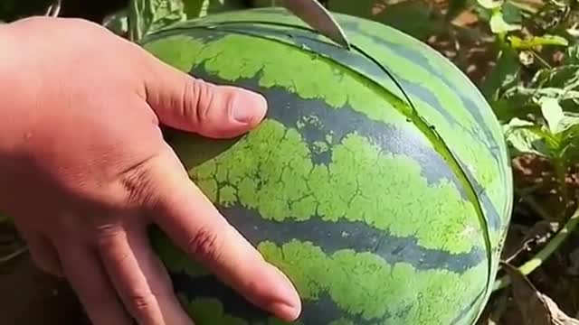 OMG 😱😋🍉