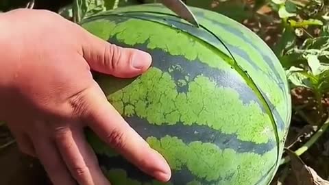 OMG 😱😋🍉