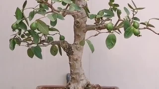 Thay đổi diện mạo #caycanhnghethuat #bonsai