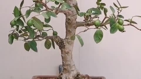 Thay đổi diện mạo #caycanhnghethuat #bonsai