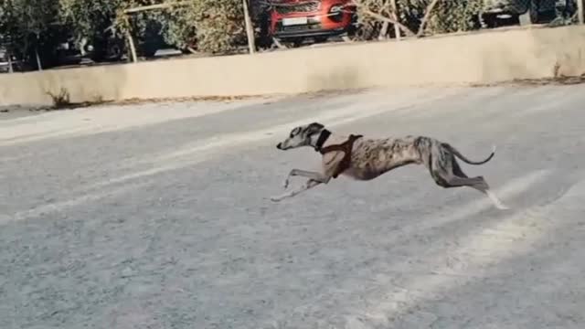 #dogs #dogstraining 🐕 🐶 #cutepets #shorts #short #funnypets #petstraining #dogtraining #funnyvideo