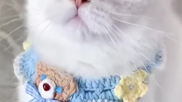 OMG cute cat🐈🐈
