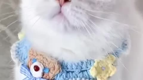 OMG cute cat🐈🐈