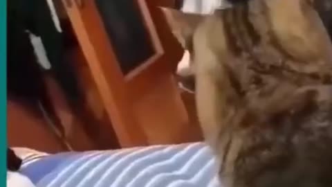 💞😆Cats and dogs fighting very funny😂-- Try not to laugh --#shorts