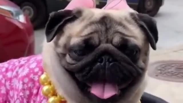 top funny cute dog video