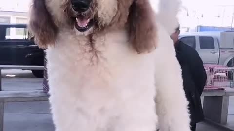 POODLE DOG GIGANTIC CUTEHARRISH ►► #6