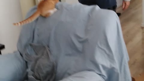Sheet