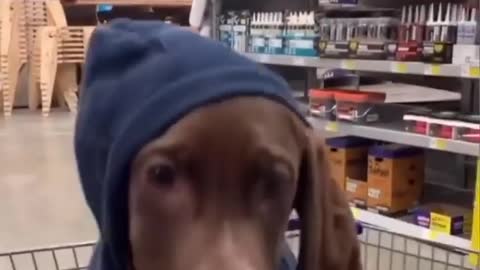 Taking a ride in the cart at the home improvement store