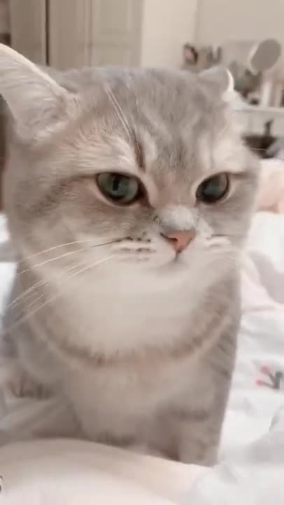 Cats lick human hands