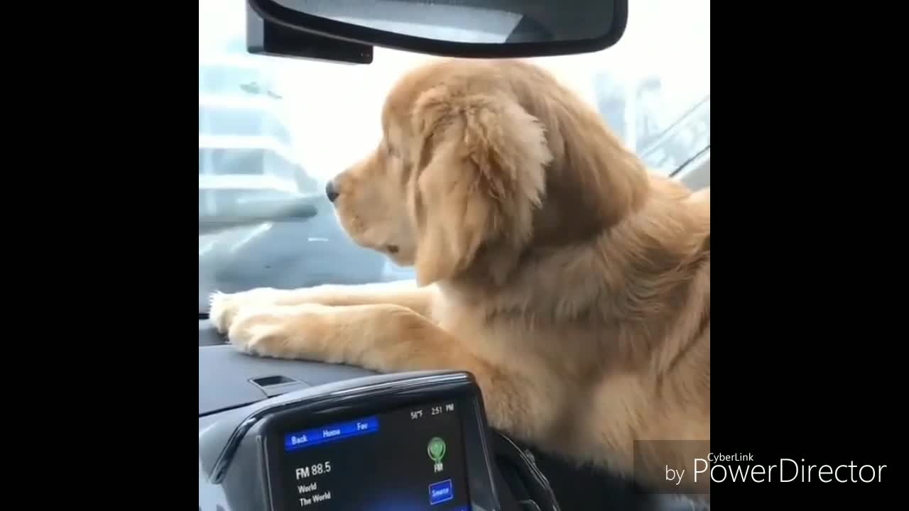 Funny Dog Video