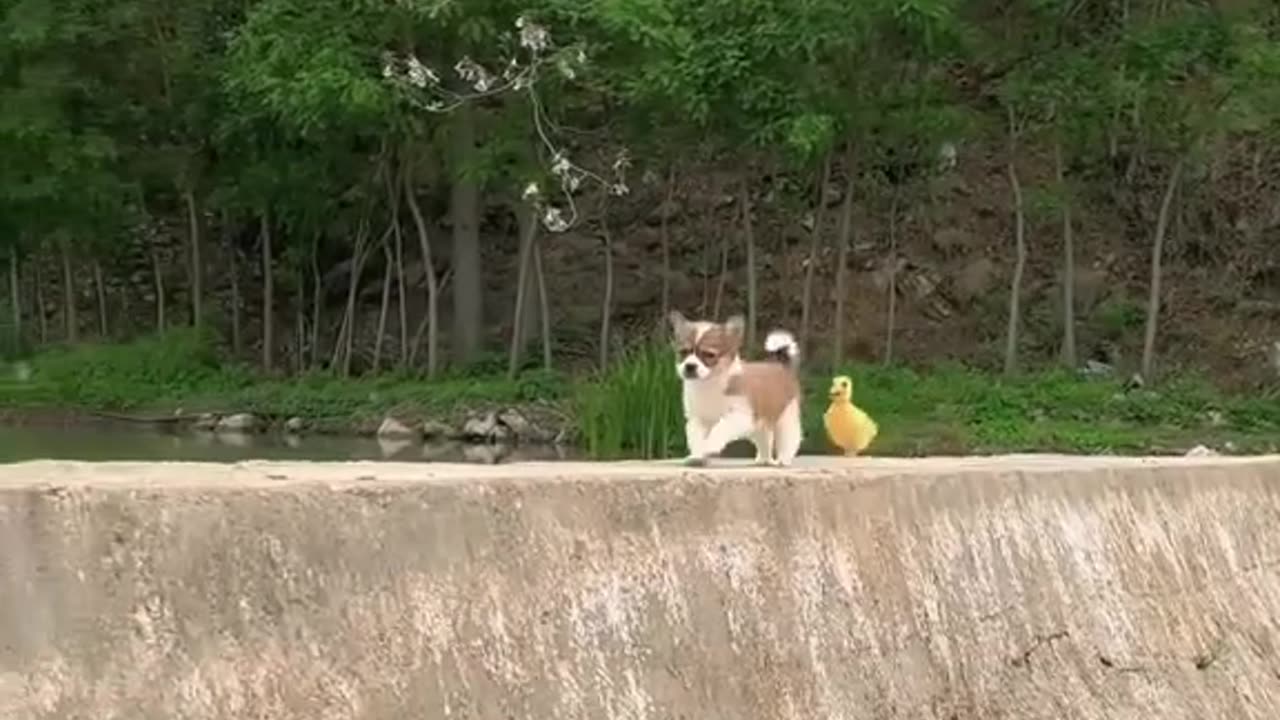 cute animal channels dog and cat and Little Birds