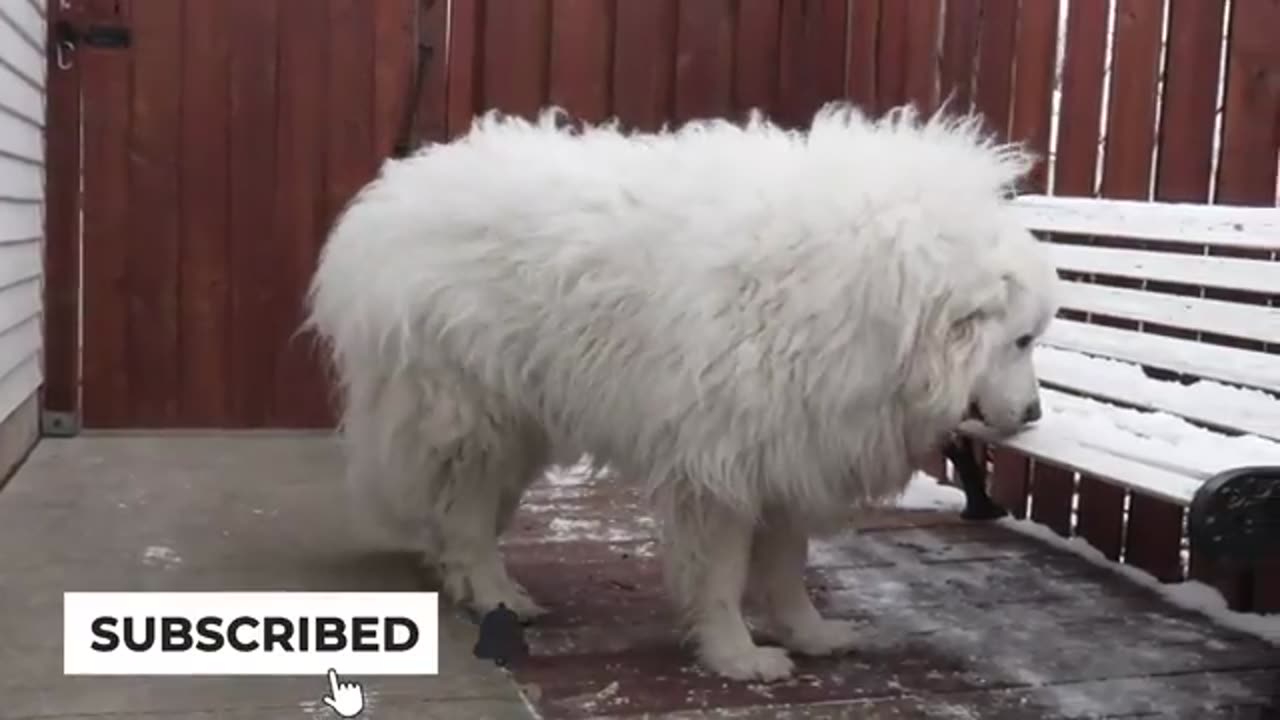 Emotional Owner Reaction: Great Pyrenees Dog's First Bath After 4 Years