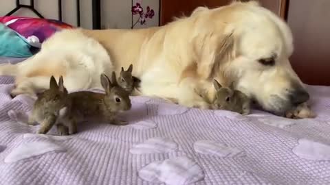 Golden Retriever and Baby Bunnies - Amazing Friendship