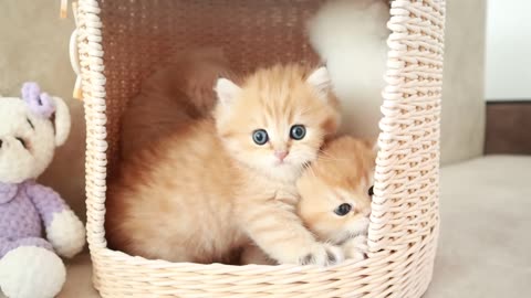 Mom Cat playing and talking to her Cute baby