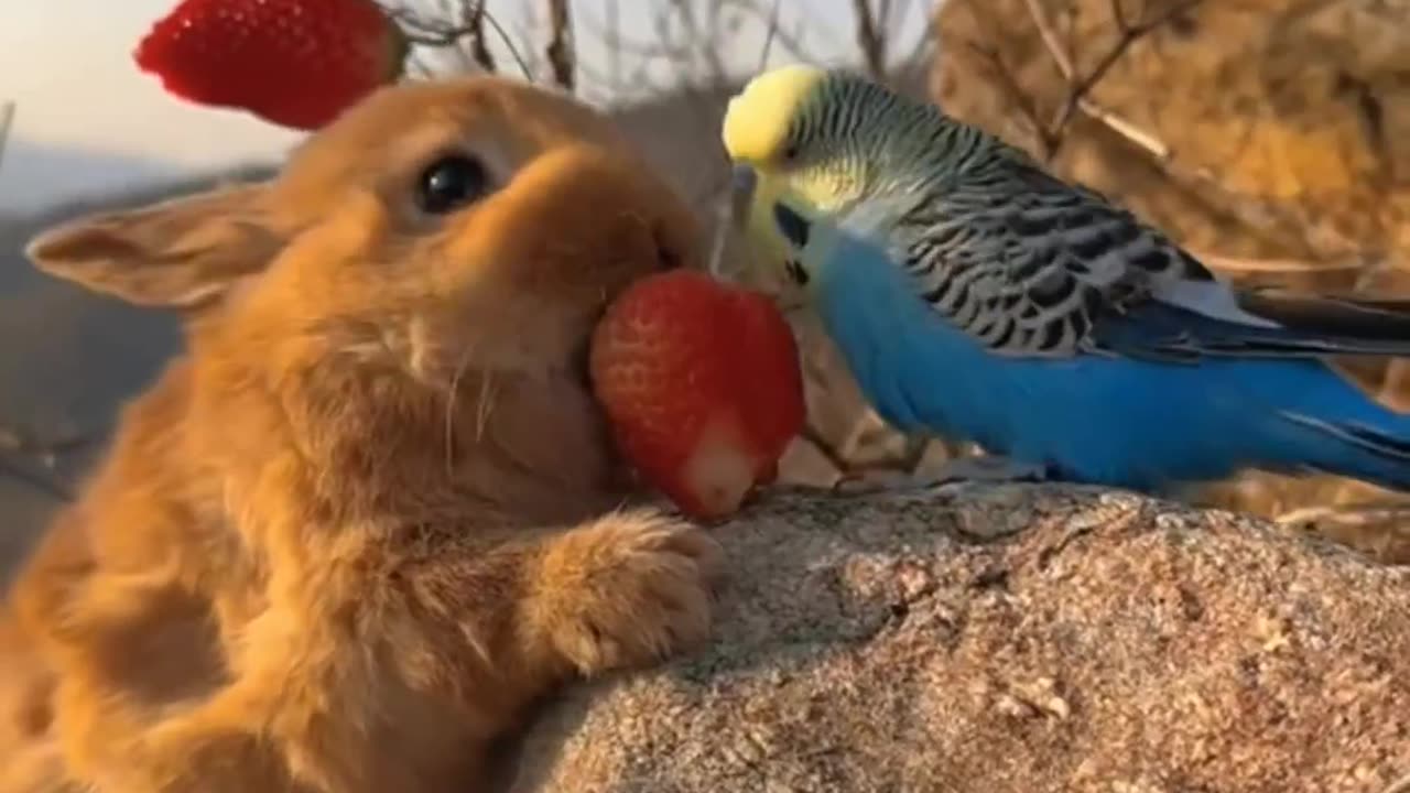 Rabbit & Parrot are climbing the mountain eating strawberries and having fun.