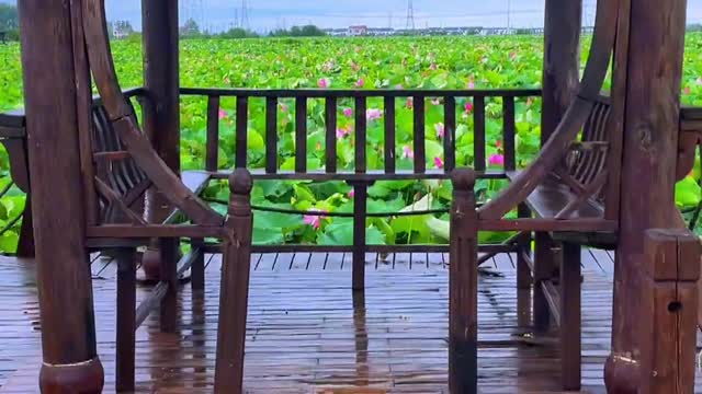 A place full of lotus flowers.