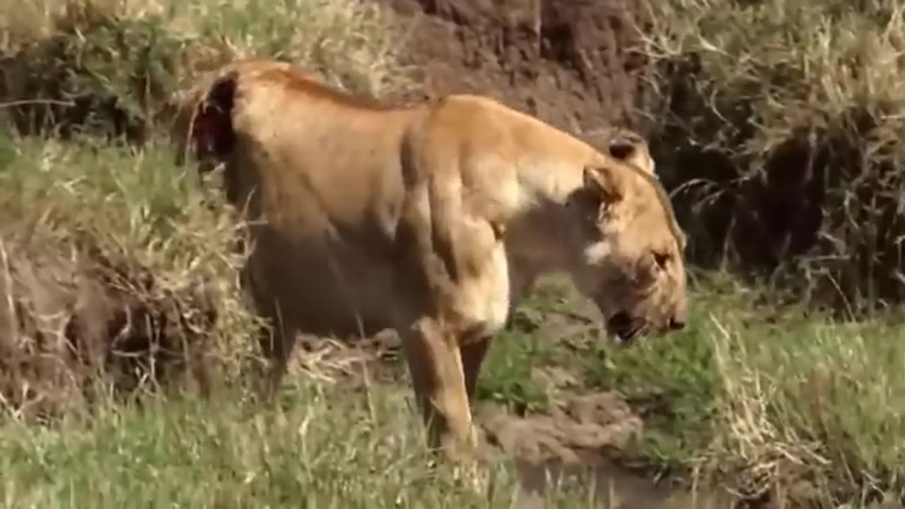 Most_Amazing_Moments_Of_Wild_Animal_2023