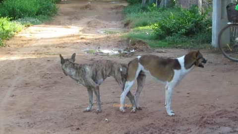 Dog sex