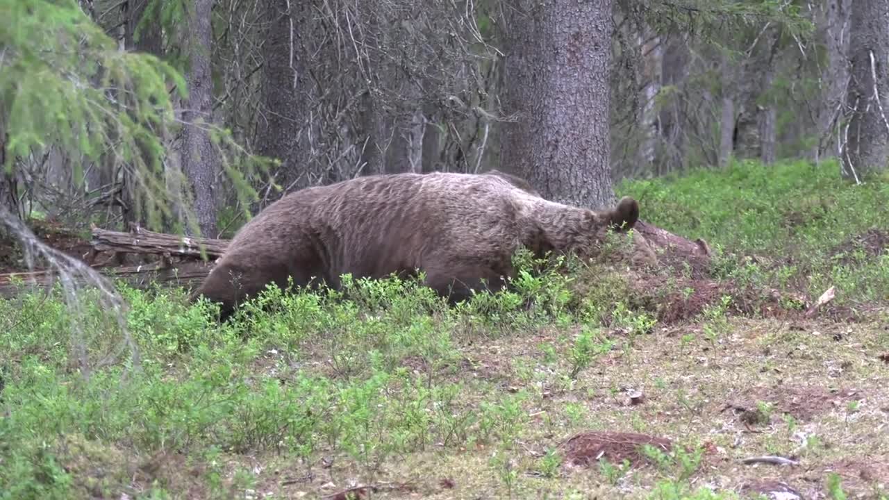 Björn och Varg i Ingen mans land i Finland