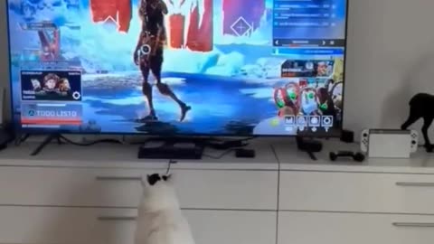 Cat watch television