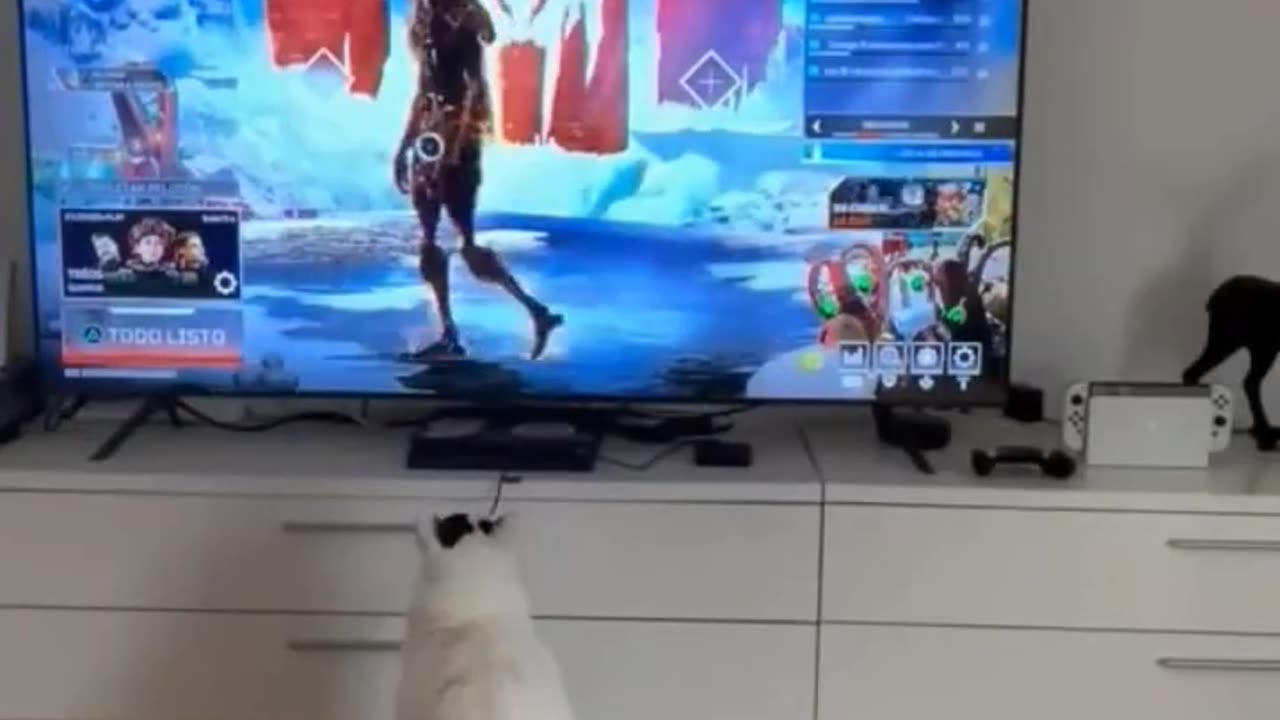 Cat watch television