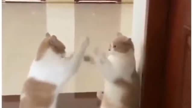 Funny videos Animals