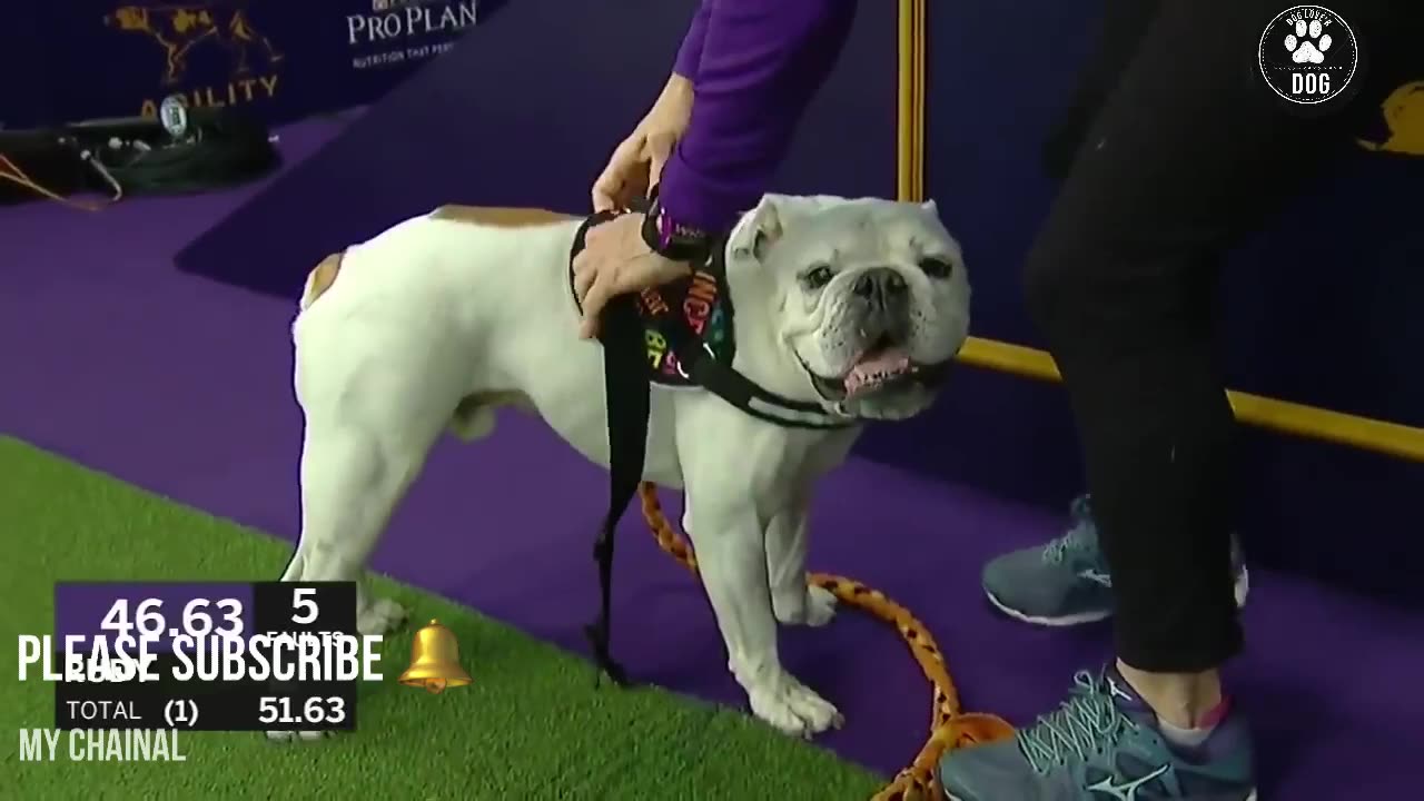 Watch Rudy the Bulldog crush the 2019 WKC Masters Agility course | DOG LOVERS