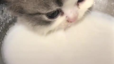 I drink milk